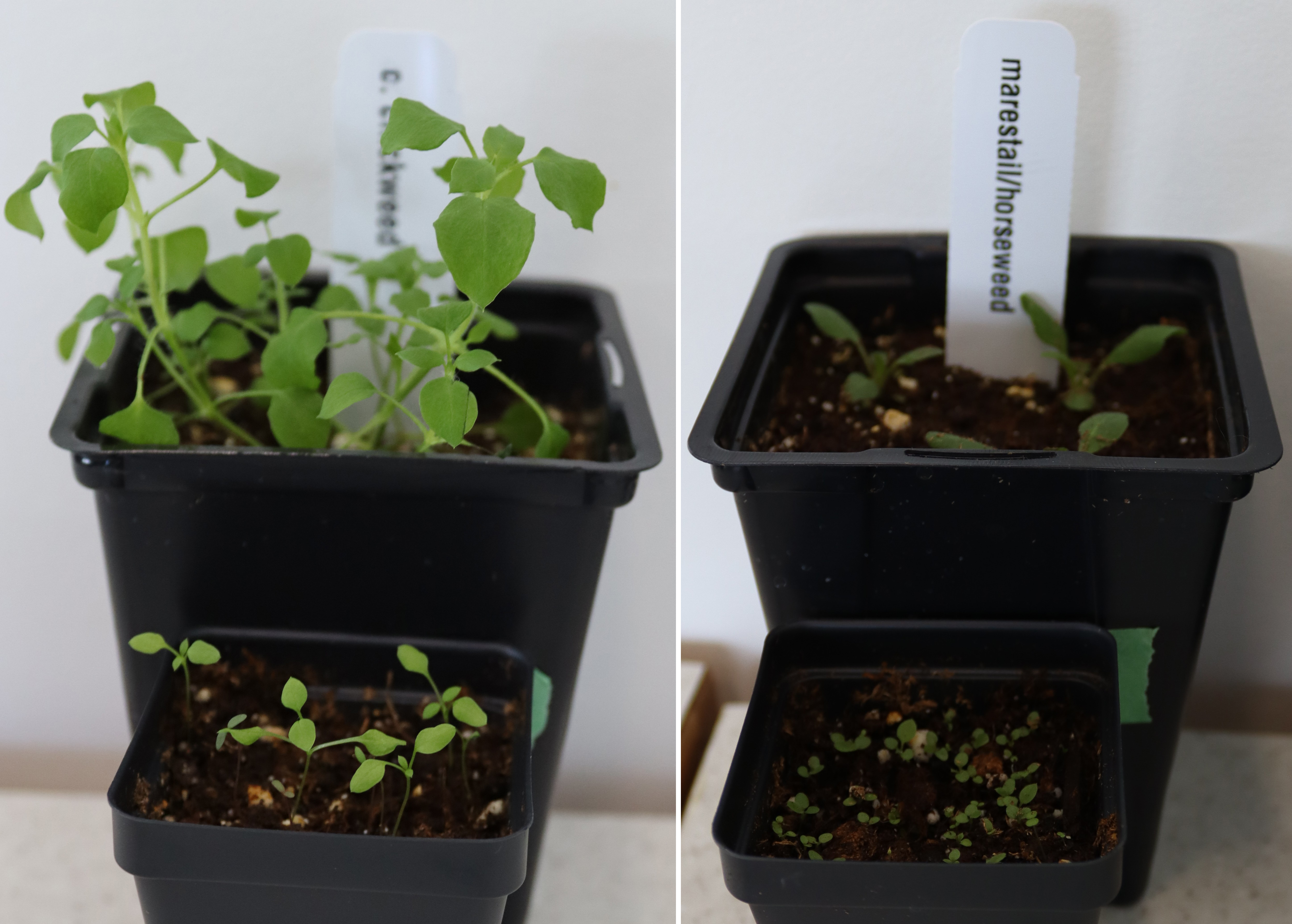 Marestail and chickweed weeds planted in a black pot.